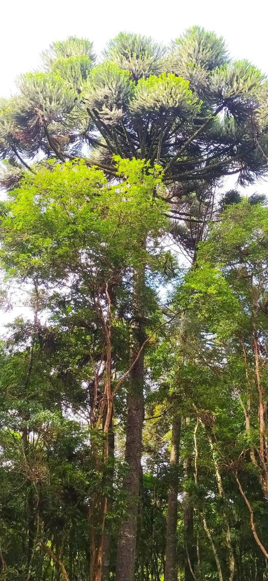 Chacara Rancho Paraiso Piraquara Kültér fotó