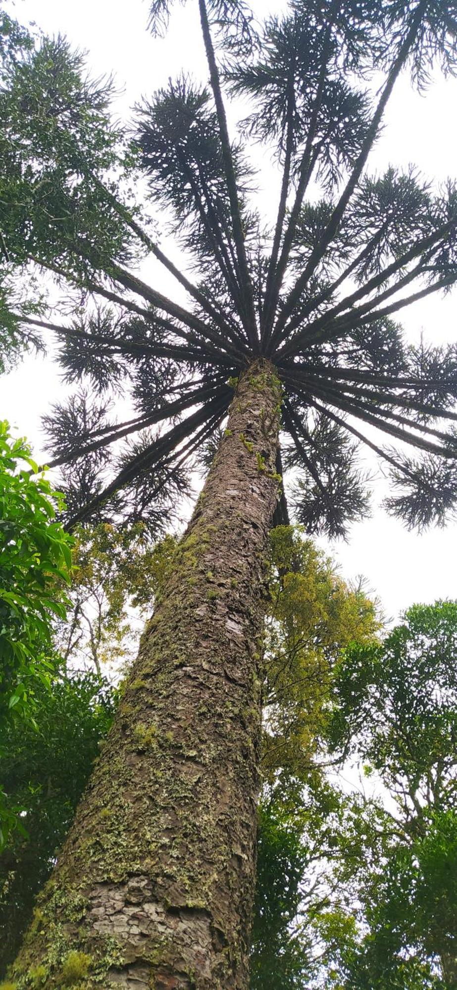 Chacara Rancho Paraiso Piraquara Kültér fotó